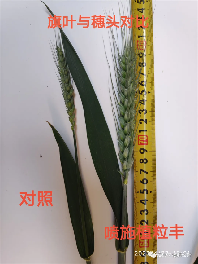 小麥灌漿期 《植粒豐》助力“頂滿倉”
