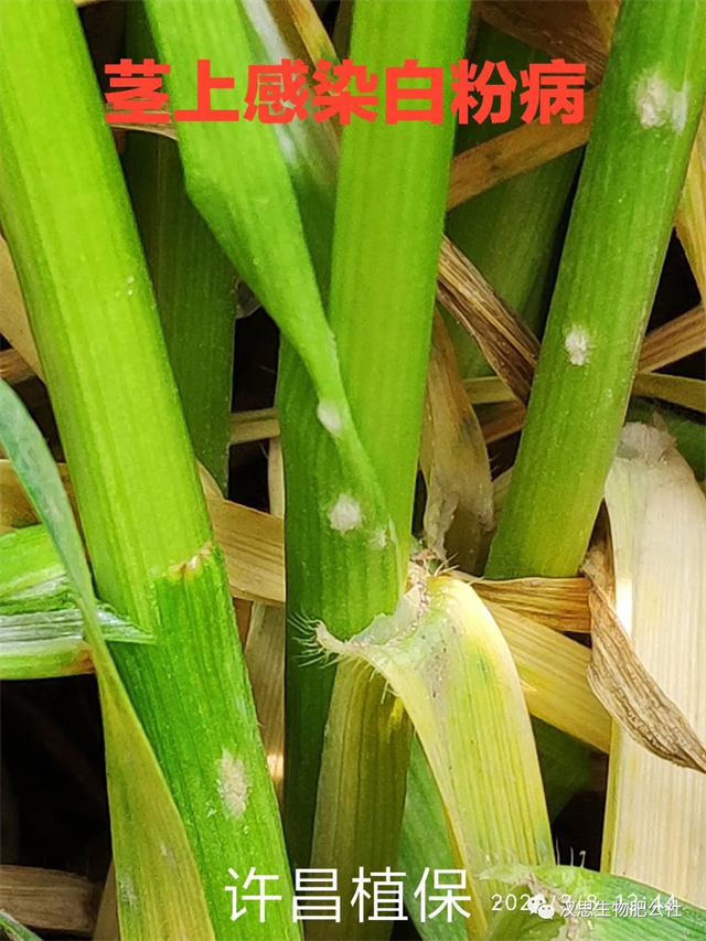 小麥抽穗揚花期“一噴多防”你做了嗎？